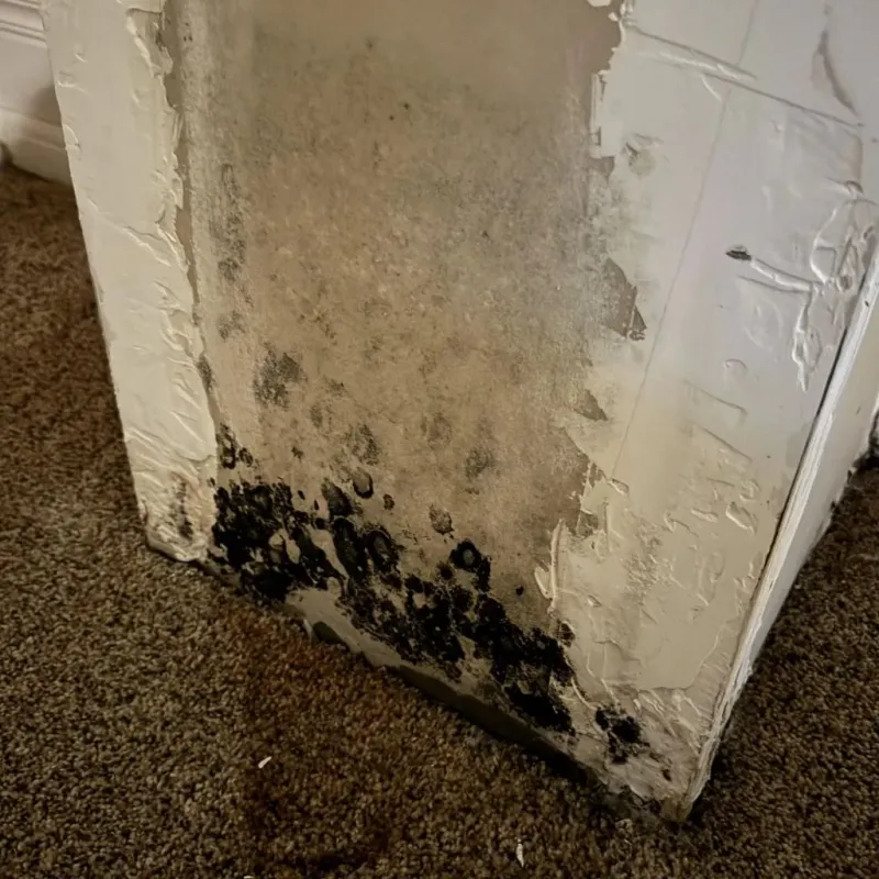 Professional Mold Removal in Falls County, TX